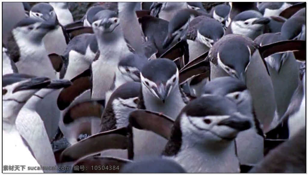 南极 动态 视频 企鹅 海边 波光粼粼 视频素材 动态视频素材