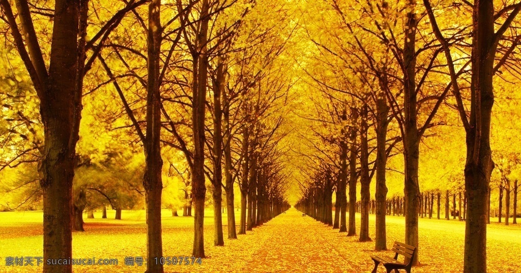 深秋 黄叶 树木 椅子 落叶 金黄 风景 自然风景 旅游摄影