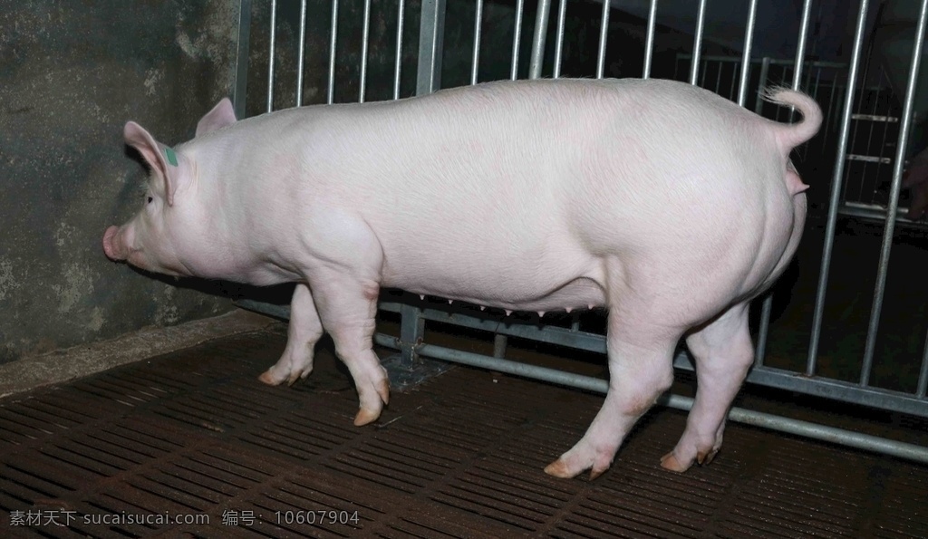 优良 大白 母猪 优质猪种 瘦肉型 形体优秀 白猪 皮红毛亮 大猪 生物世界 家禽家畜