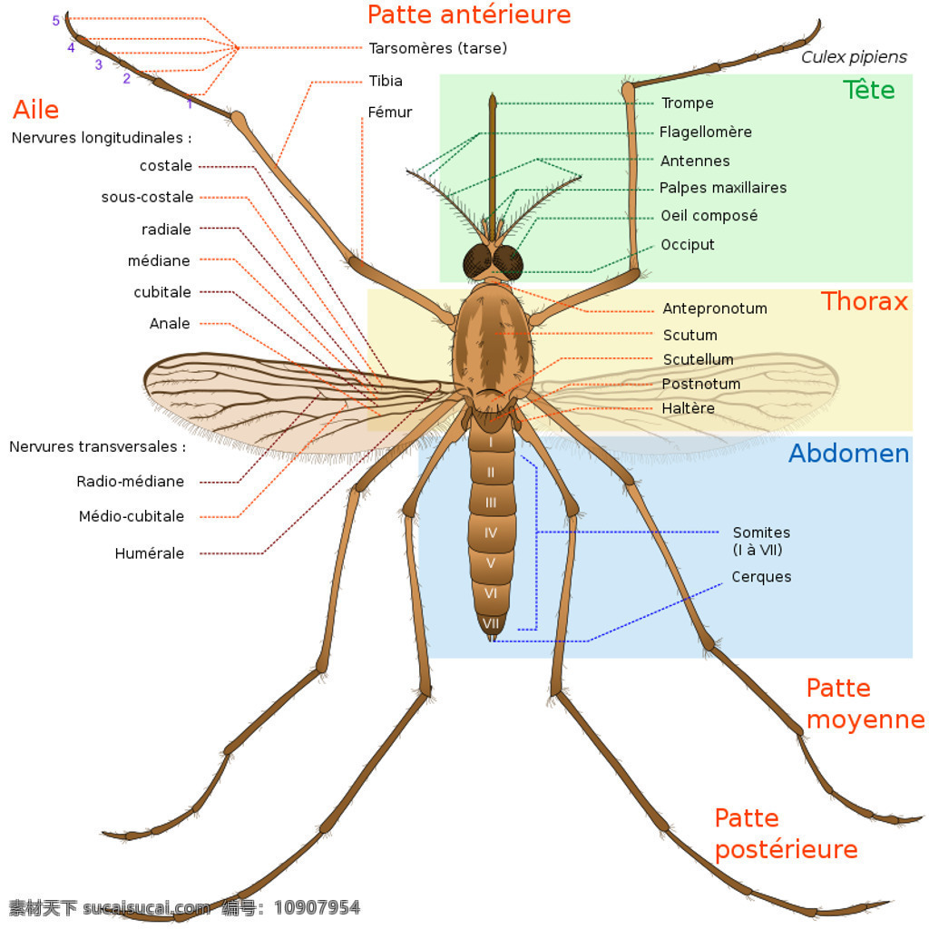 蚊子 部分 fr 动物 解剖 法国人 插画集