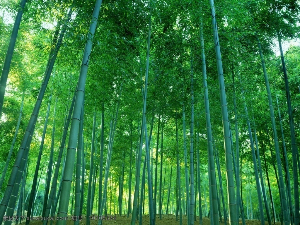 竹子 竹林 自然 风景 高清 生物世界 树木树叶