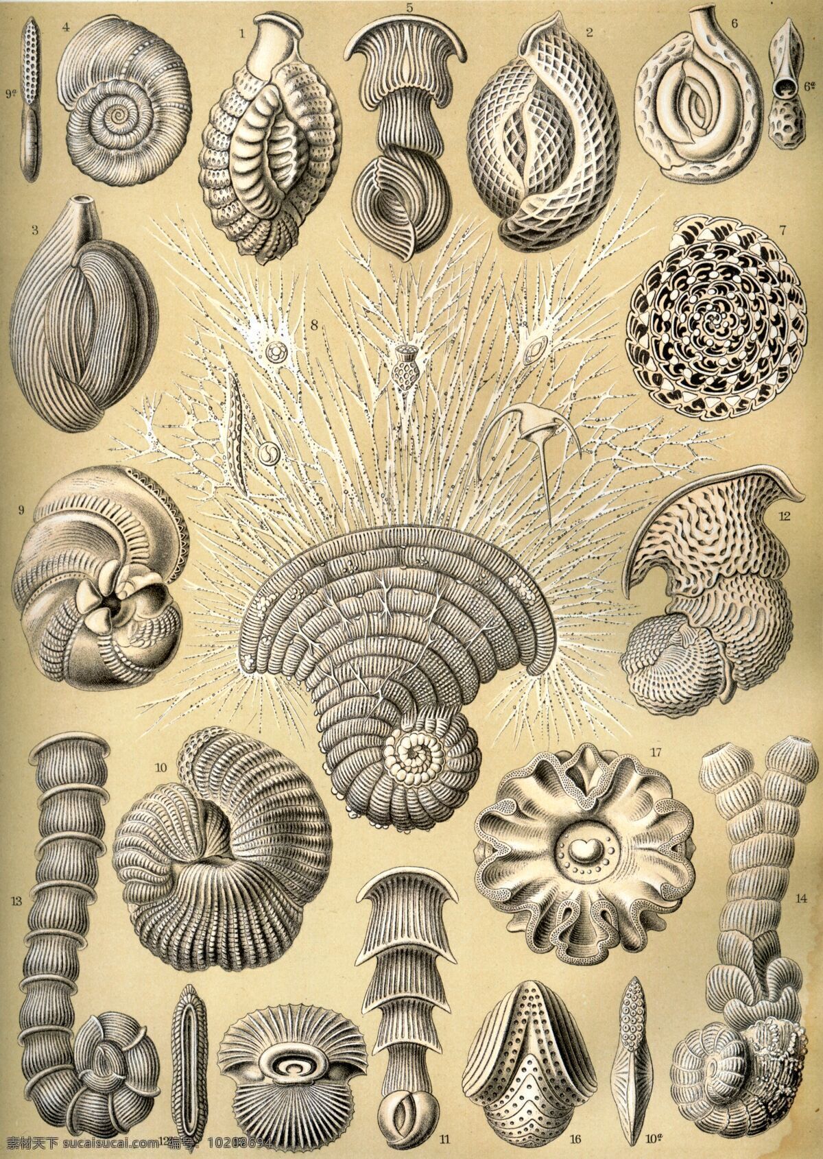 古生物 生物草图 平版印刷 恩斯特海克尔 生物 素描 绘画书法 文化艺术