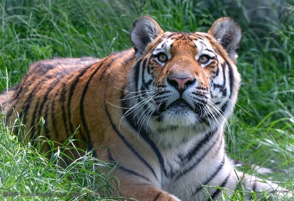 猛虎 猛兽 野生老虎 保护动物 哺乳动物 野生动物 生物世界