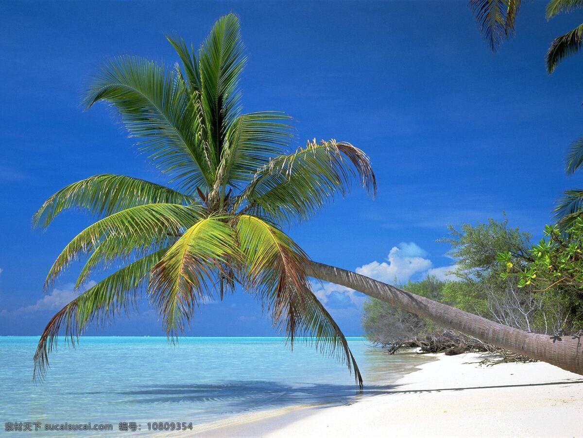 海滩椰子树 海南 沙滩 海边 大海 阳光 蓝天 日光浴 绿树 常绿乔木 风光 碧海 椰树 旅游圣地 自然景观 自然风景