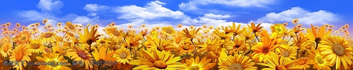 蓝天 向日葵 向日葵背景 风景背景 唯美 鲜花背景 花海 蓝天白云 云彩 天空