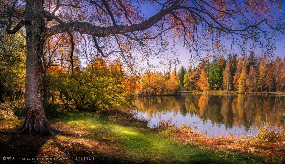 秋天湖景 树干 枝叶 花 草 树林 自然景观 自然风景 湖