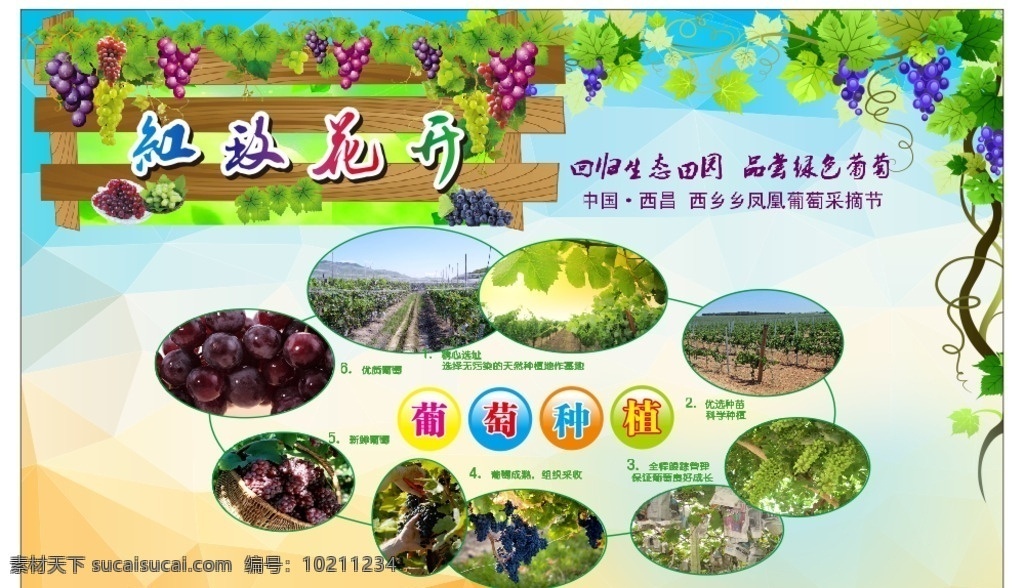 葡萄种植技术 葡萄周期 葡萄 葡萄种 葡萄图 招贴设计