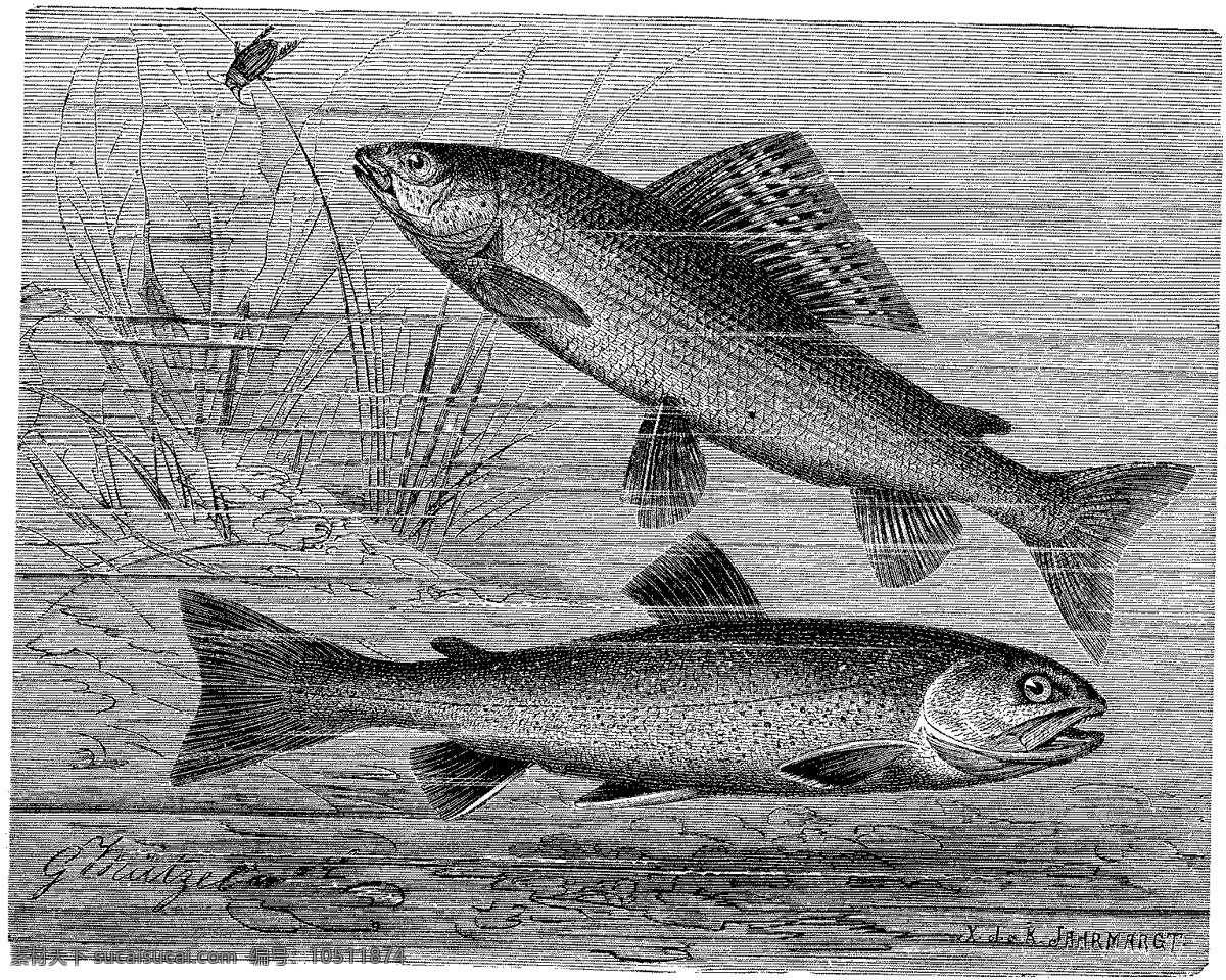 水生动物 fish 鱼 动物素描 设计素材 动物专辑 素描速写 书画美术 灰色