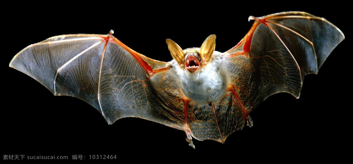 展翅 飞翔 蝙蝠 免 抠 透明 图 层 蝙蝠素材 可爱动物图片 家禽 家畜 动物大全 野生动物 世界 上 最 萌 动物 可爱小狗图片 死人 小 动物图片 野生动物图片 萌宠图片