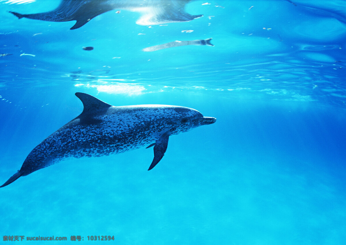 鲸鱼 动物世界 海底生活 大海 海 水中生物 生物世界