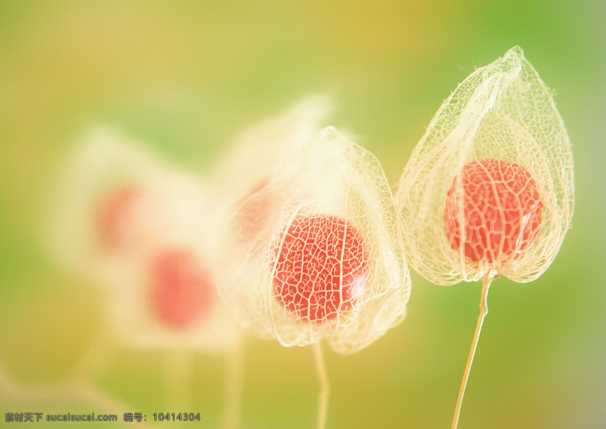 花朵特写