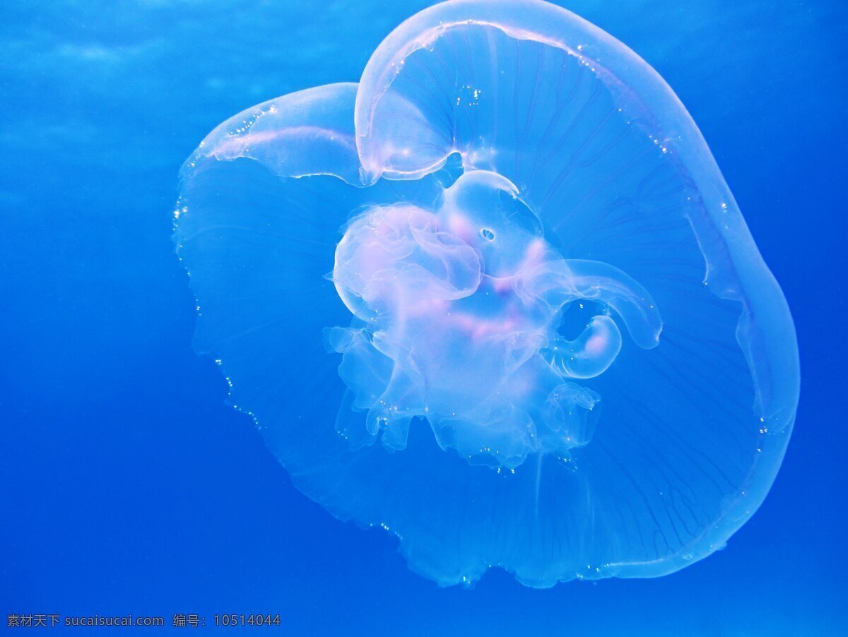 动物 蓝色 生物 危险 黑暗 深度 水母 浮动 发光 海洋 自然 背景 深海 摄影图片 鸟语花香 生物世界 海洋生物