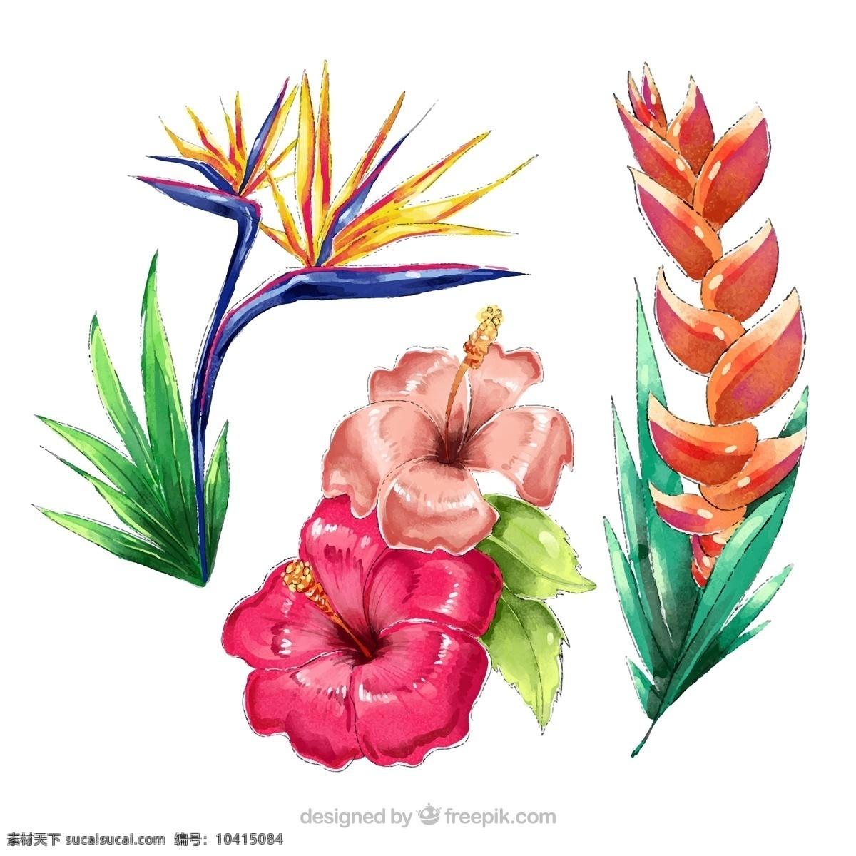 水彩 绘 热带 花卉图片 鹤望兰 扶桑花 蝎尾蕉 矢量 高清图片