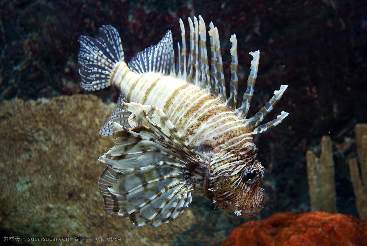 海洋生物 海底世界 海洋 礁石 生物世界 鱼 鱼类 珊蝴礁石 珊蝴 海底景色