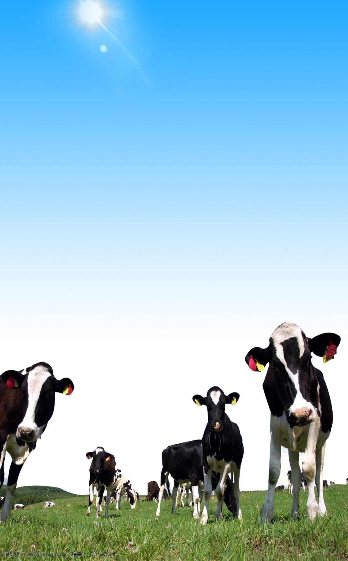 奶牛 海报 合成 牧场 青草 奶牛海报 海报背景图