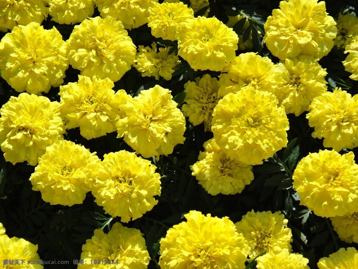 万寿菊 菊花 黄色菊花 鲜花 花卉 花语 花艺 生物世界 花草