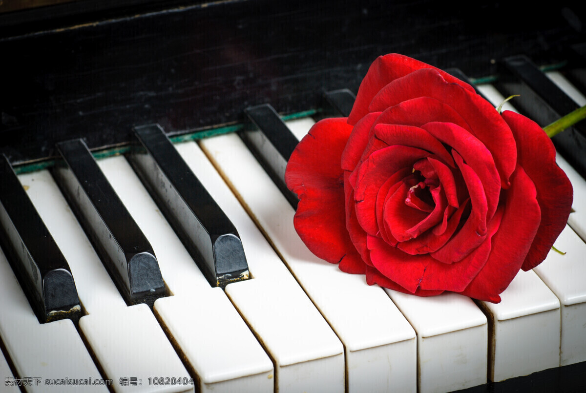唯美 钢琴 上 玫瑰花 高清 红色 红花 特写 微距 鲜花