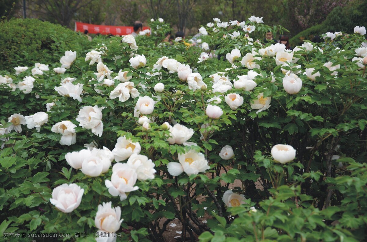 白牡丹花丛 牡丹花 白色 牡丹花从 富贵花 国花 花草 生物世界