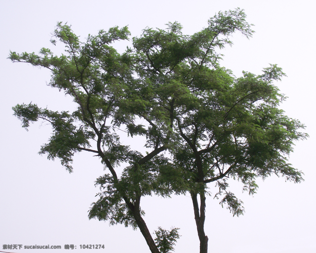 槐树 春天 树 一棵树 简格摄影 昵图首发 旅游摄影
