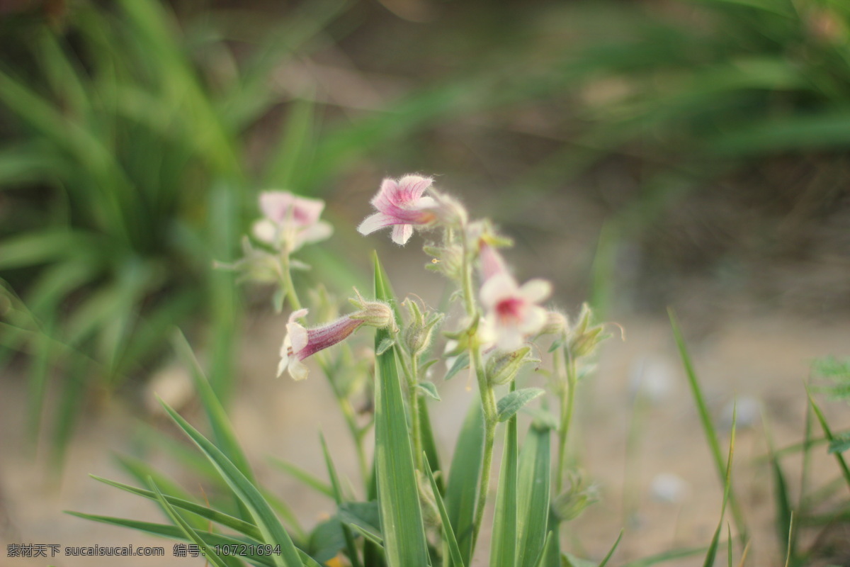 野花 春天 花草 生物世界 小花 野外 植物 psd源文件