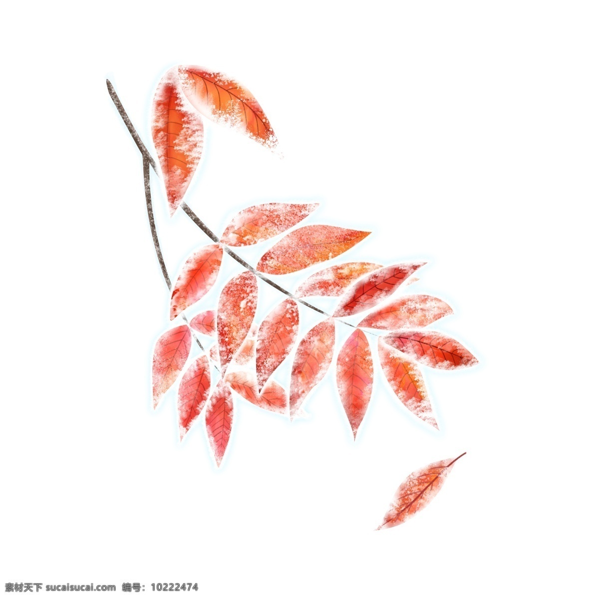 手绘 霜降 落叶 红叶 枯叶 树枝 霜雪 手绘落叶 红色 树叶 装饰图案 霜降落叶