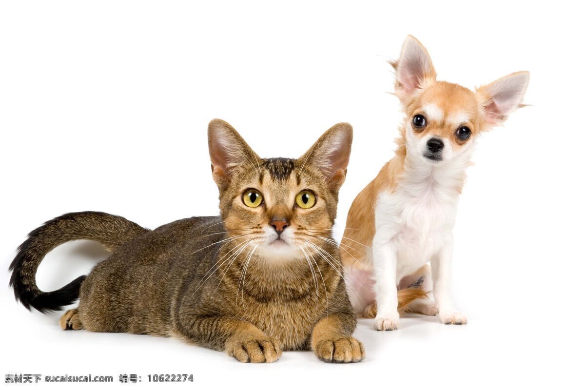 小猫和小狗 宠物 宠物狗 俏皮 可爱 高清 摄影照片 生物世界 家禽家畜