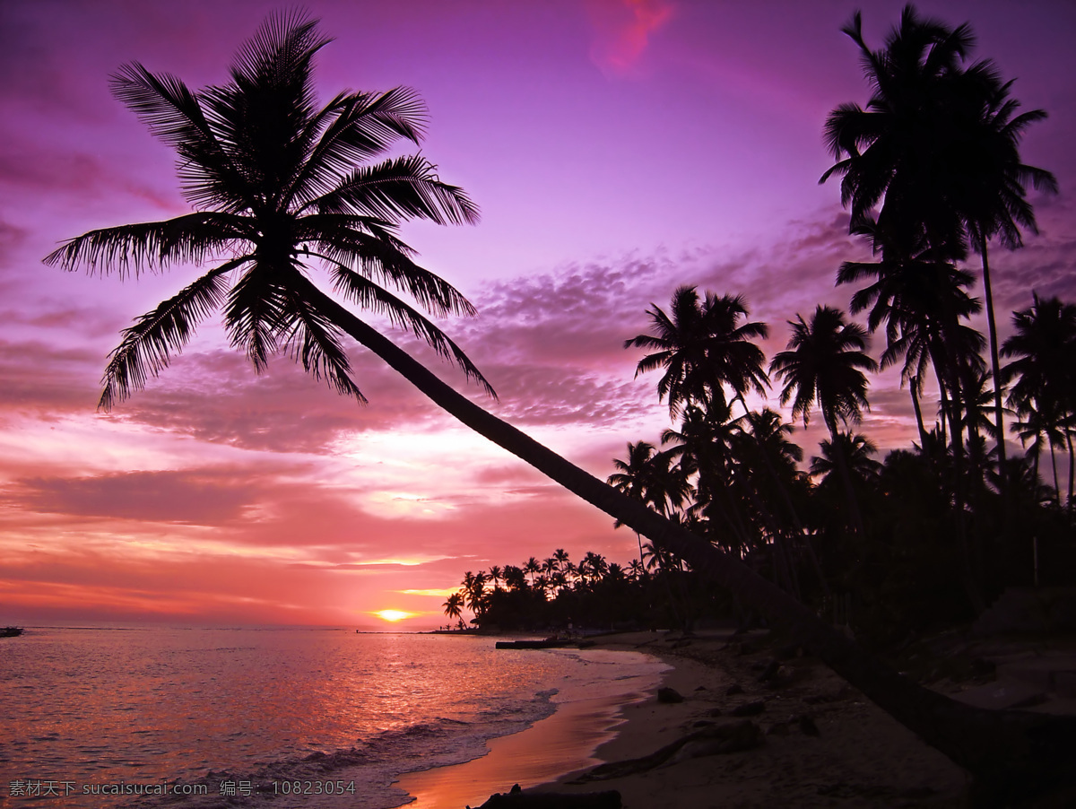 落日黄昏 黄昏 傍晚 海边 椰树 棕榈树 剪影 海滩 晚霞 自然风景 自然景观