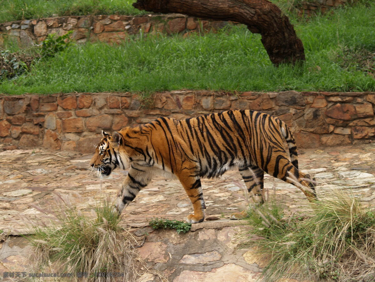 动物园 里 老虎 猛虎 野生动物 动物世界 动物摄影 陆地动物 生物世界