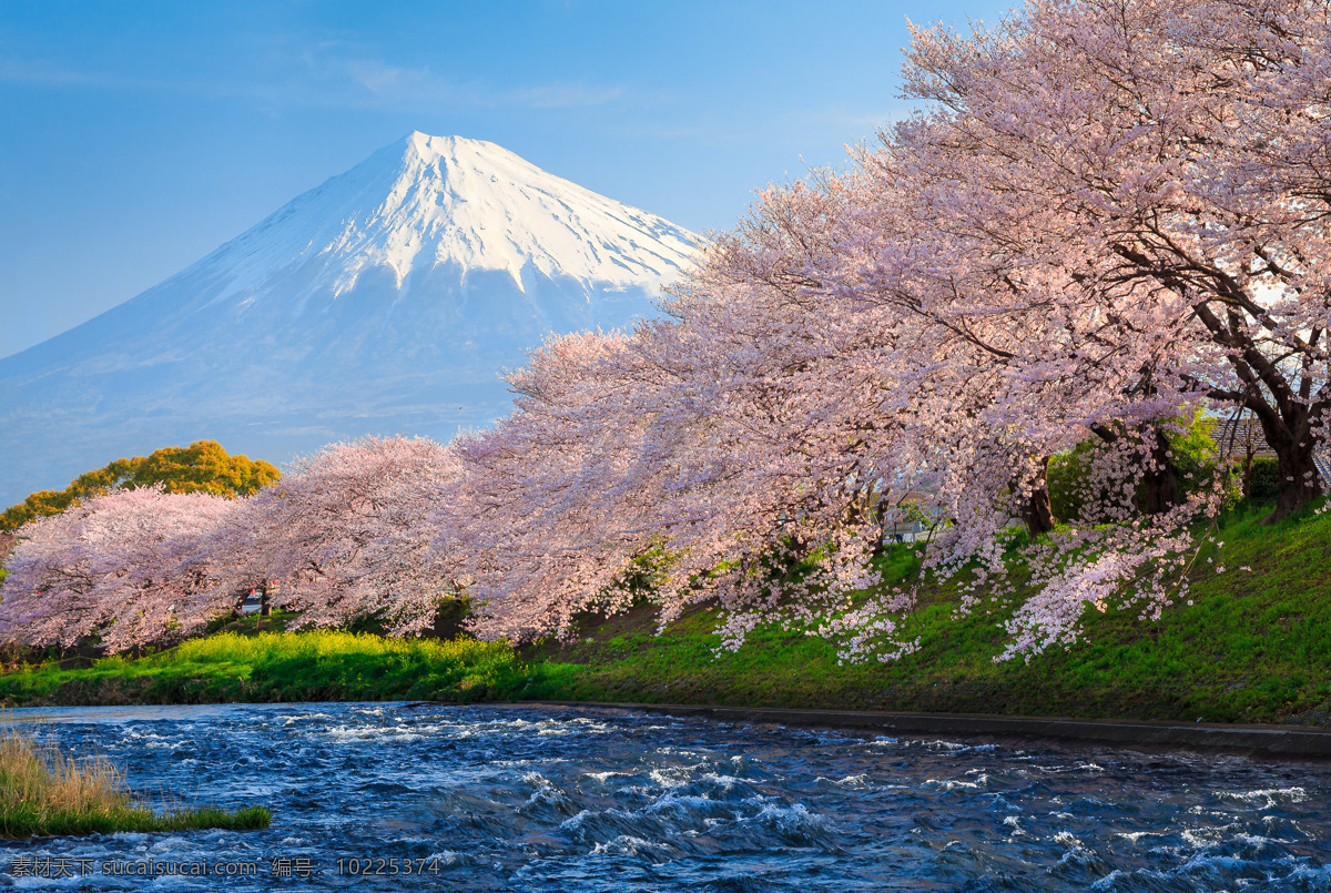 日本富士山 樱花 日本 富士山 山 雪山 日本元素 东京 国外旅游 旅游摄影