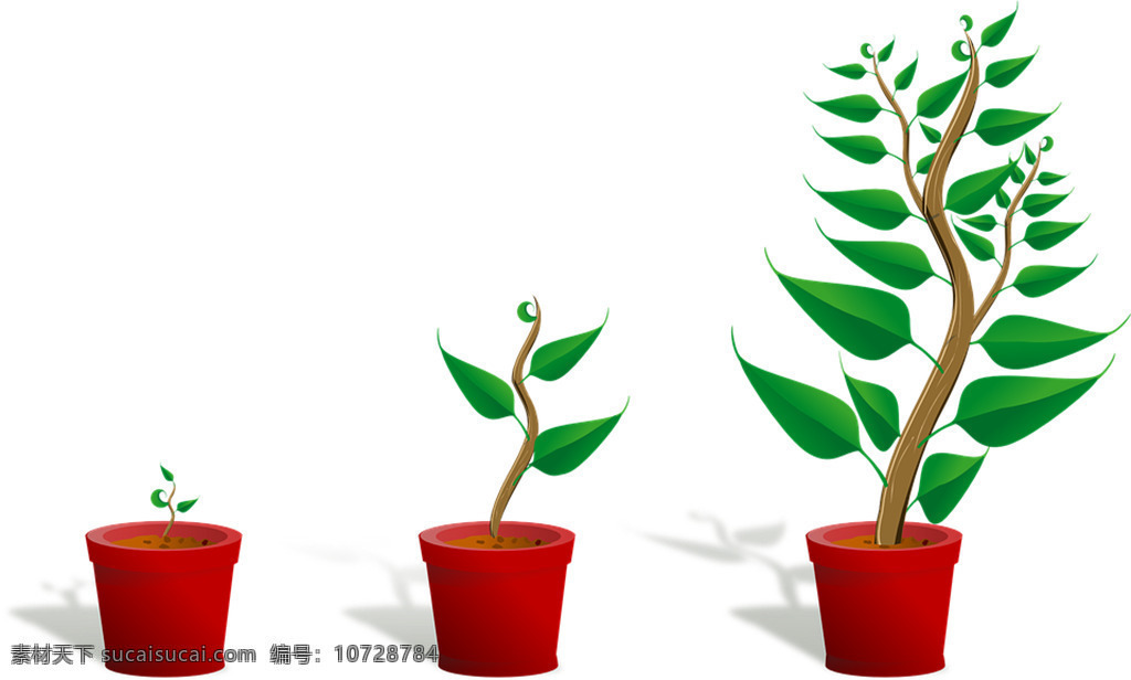 植物成长过程 幼树 植物 成长 幼苗 增长 盆花 树 叶子 自然