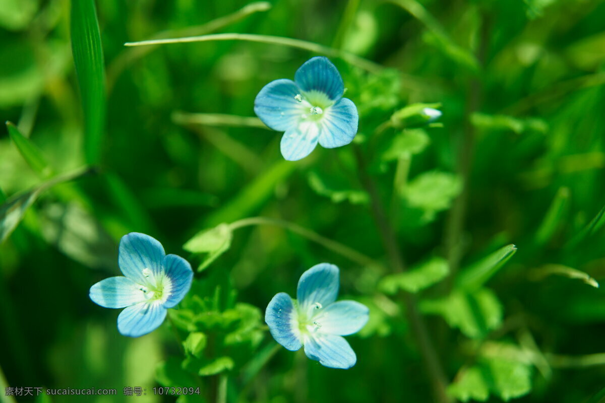 婆婆纳 蓝色小花 四叶花 绿叶鲜花 点缀 百花争艳 花草 生物世界