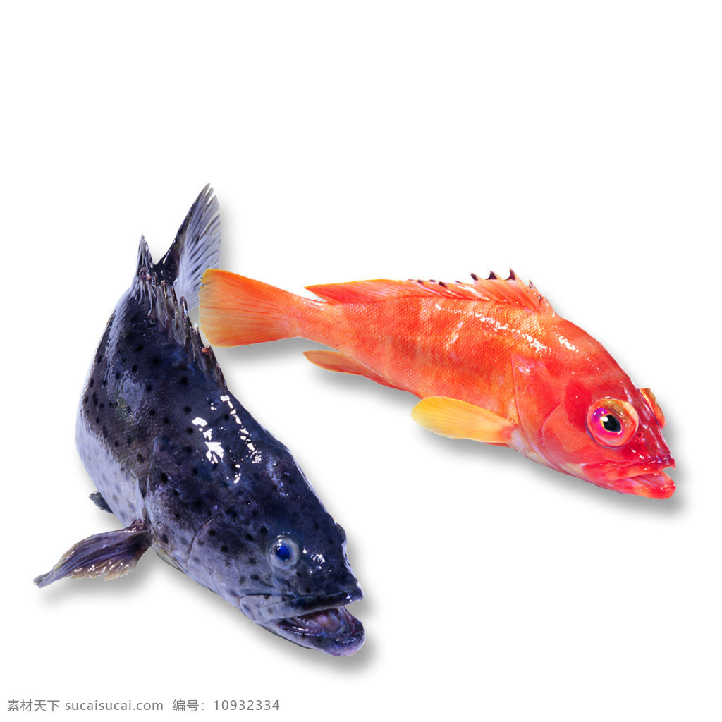 5月石斑鱼 5月石斑 魚 海鮮 生物 美食 海產 食物 生物世界 海洋生物 個 月份 海 產 摄影图库 300