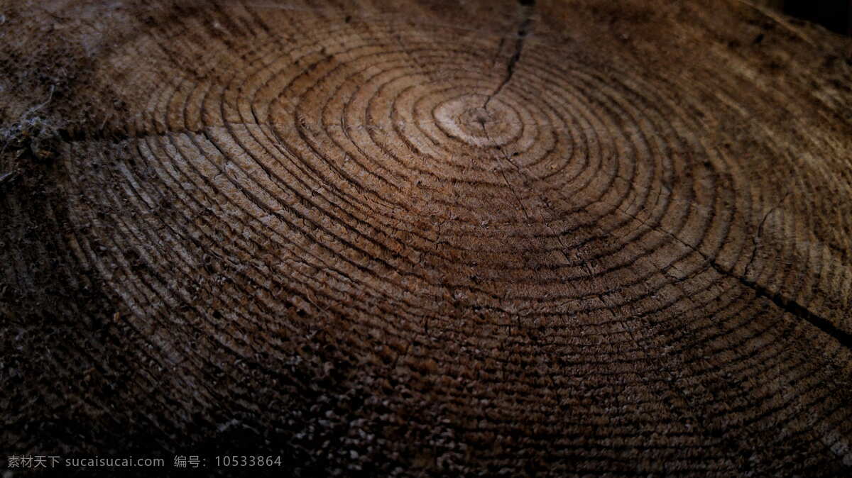 年轮图片 木材 时间 自然 纹理 植物 背景 历史 树木 照片