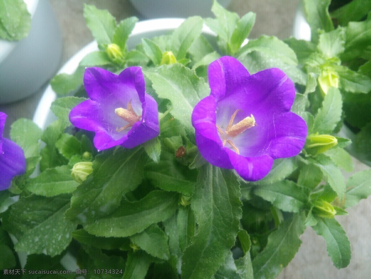 钟花 瓦筒花 风铃花 风铃草 蓝色风铃草 生物世界 花草