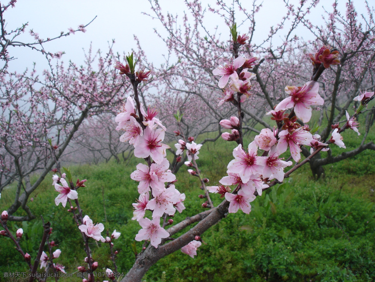 桃花桃树桃花林素材图片下载-素材编号10735824-素材天下图库