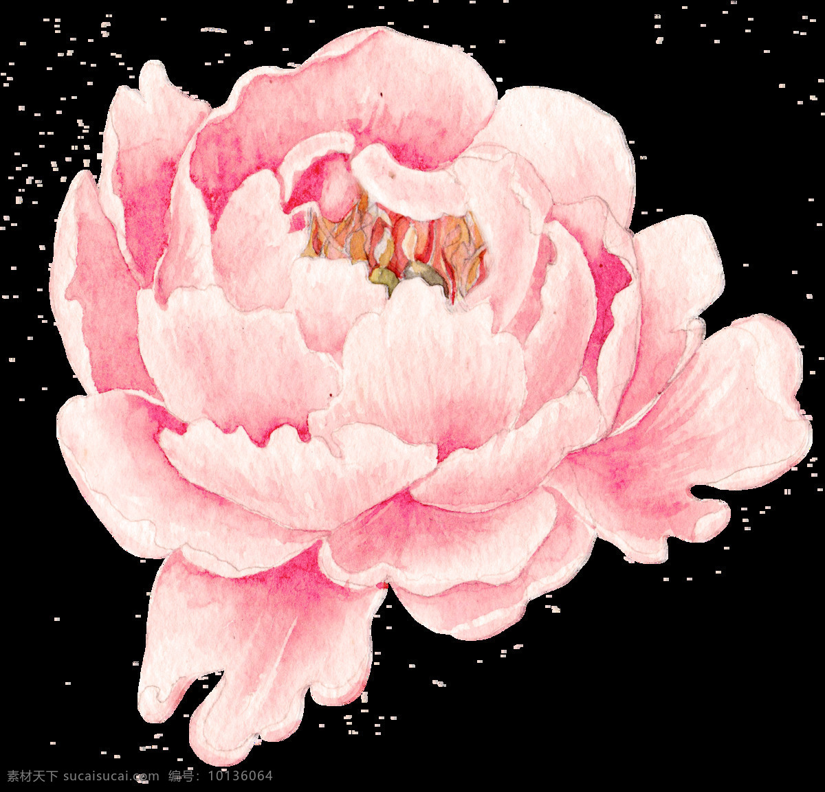 粉色 牡丹花 透明 浪漫 免扣素材 盛开 水彩 透明素材 唯美 欣赏 装饰图案