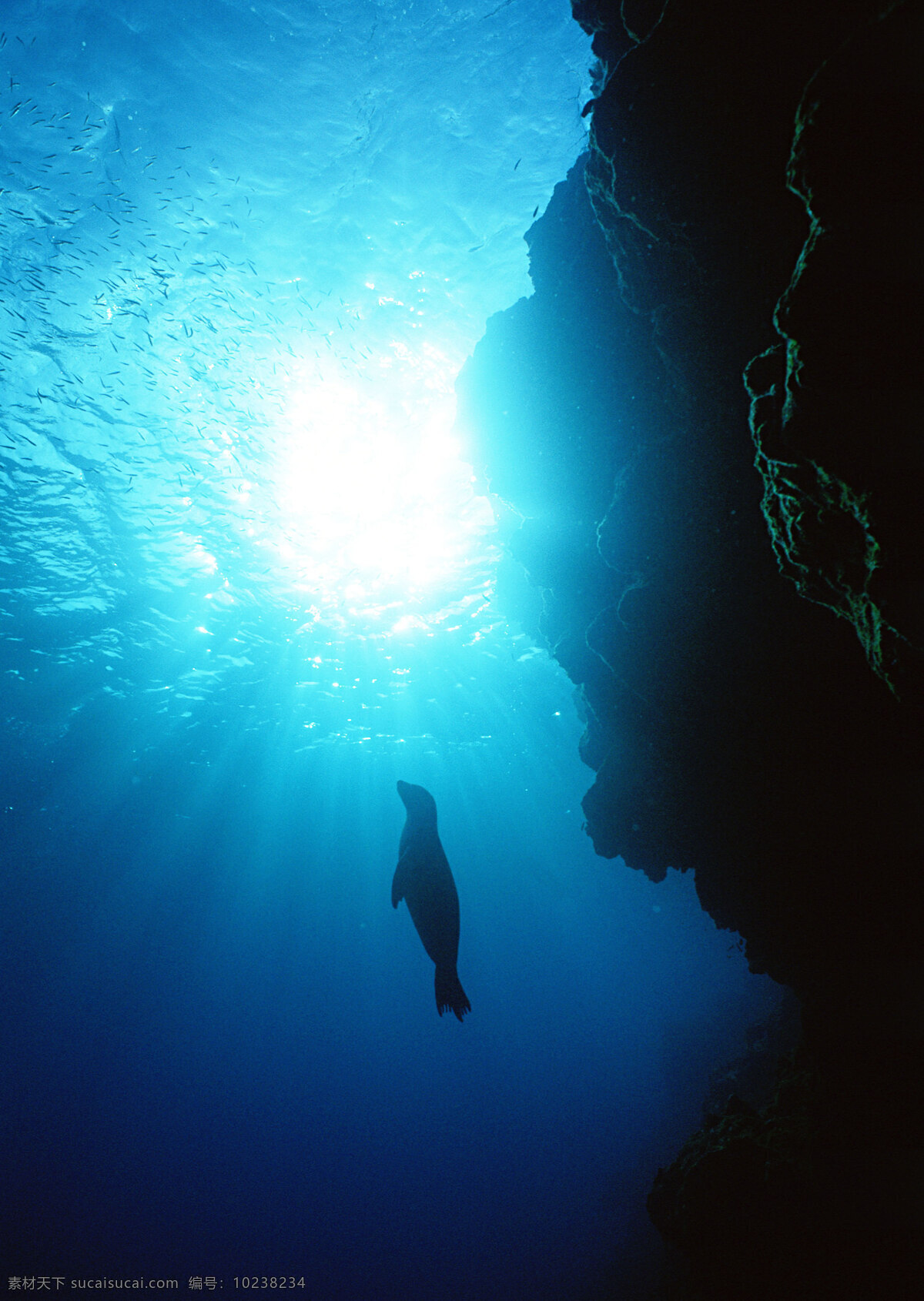 海底 海豹 动物世界 生物世界 海底生物 大海 海水 水中生物