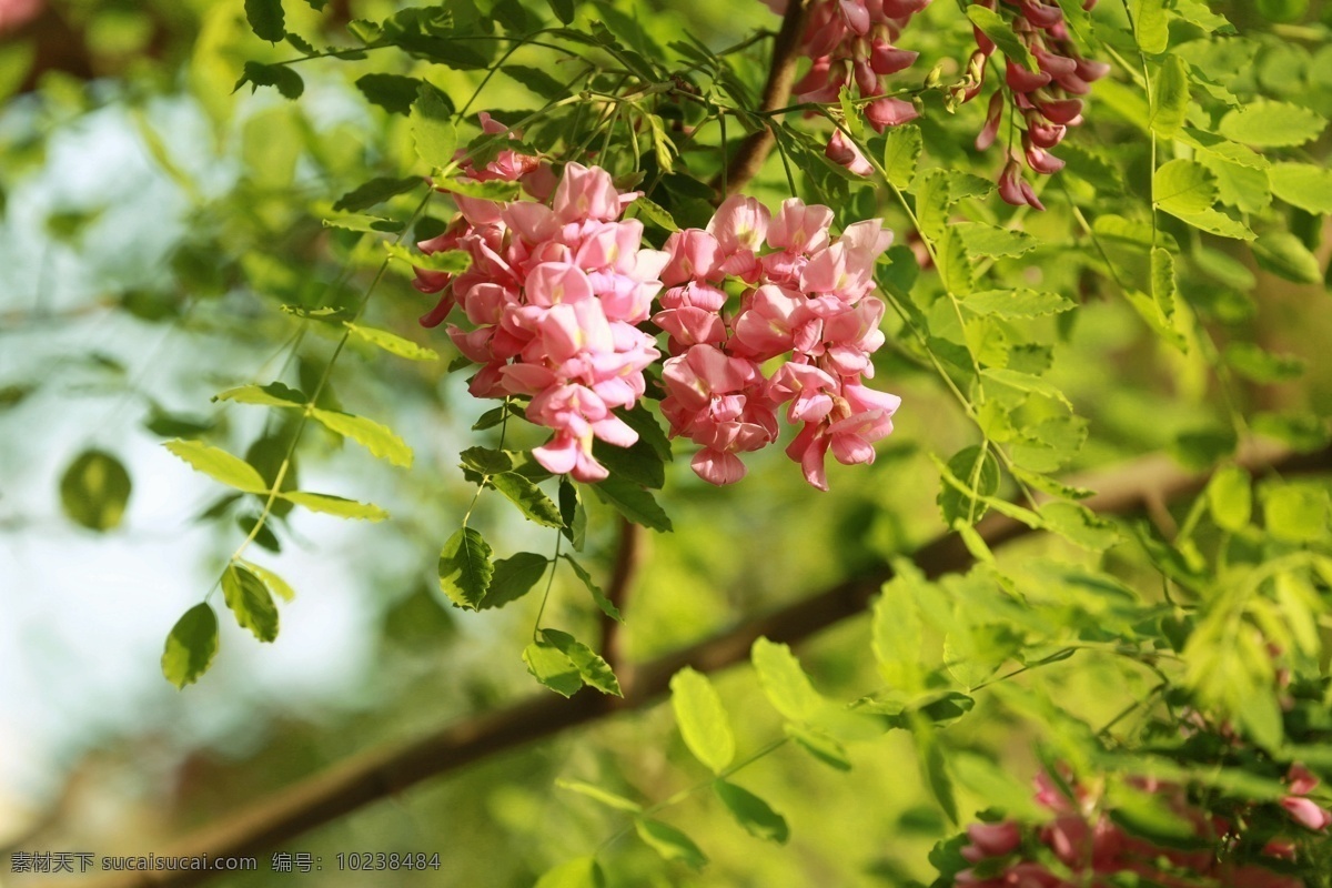 紫色香花槐