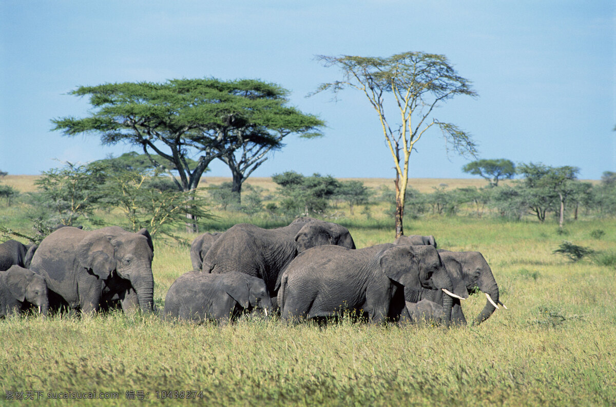 野外的大象群 非洲野生动物 动物世界 动物 jpg图片 非洲 野生动物 生物世界 摄影图片 大象 脯乳动物 大象高清图片 大象写真 野外的大象 大象群 风景 陆地动物 黄色