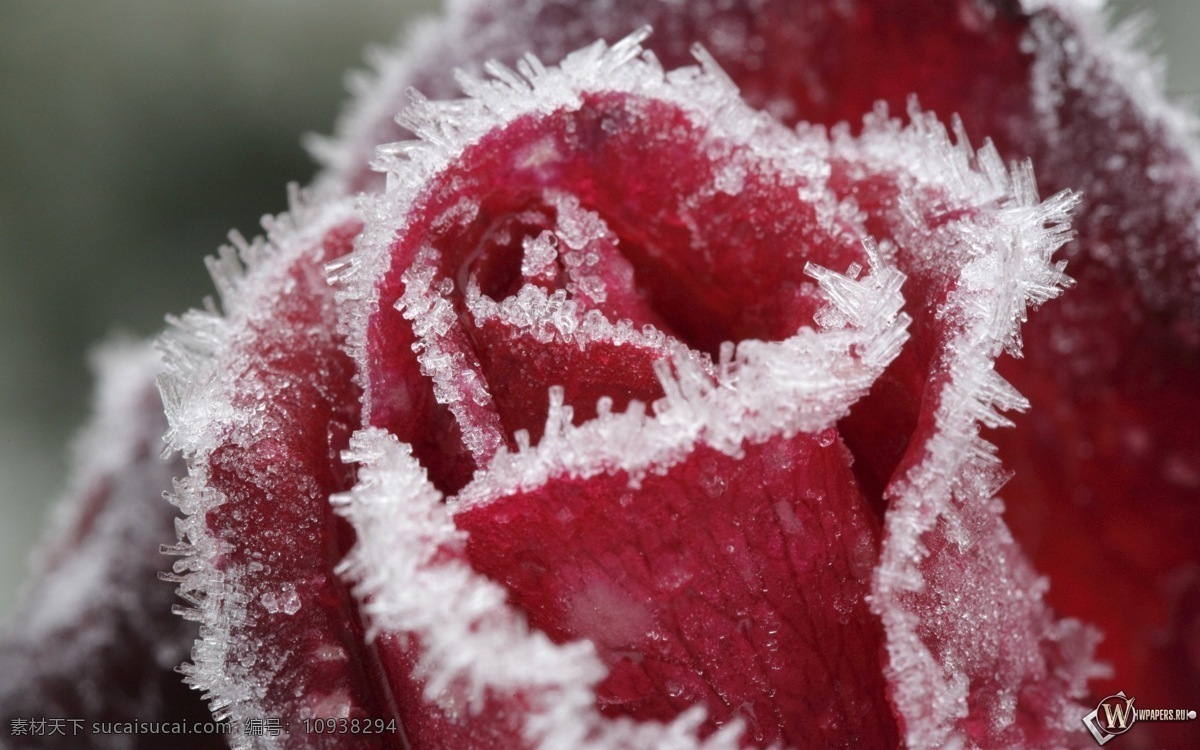 冰雪玫瑰 下雪 冰雪 玫瑰 花瓣 红色 冬天 开放 冰晶 寒冷 雪花 颜色 花卉 植物 花草 生物世界