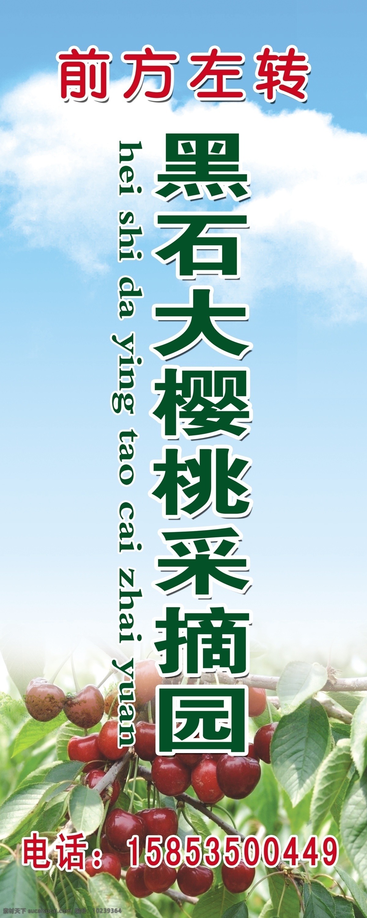 樱桃海报 樱桃 大樱桃 樱桃广告 樱桃采摘园 樱桃树 广告设计模板 源文件