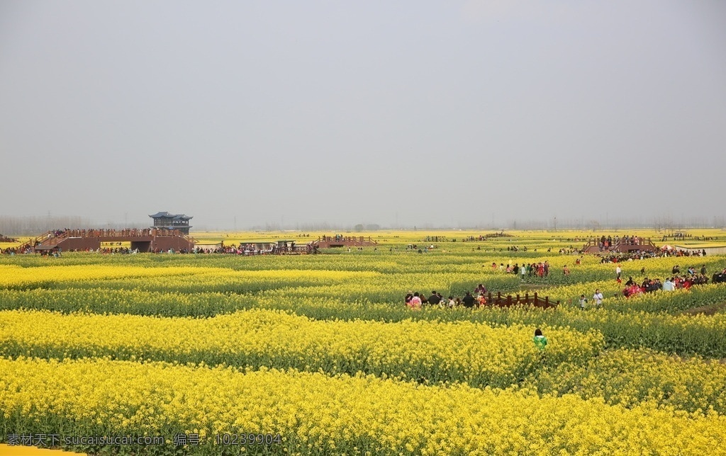 浙江 千 垛 油菜花 千垛 兴化 黄花 三月 自然景观 田园风光