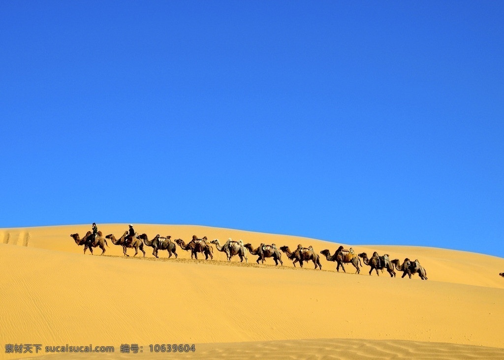 沙漠之舟 骆驼 沙漠 驼队 蓝天 金色的沙漠 响沙湾 国内旅游 旅游摄影