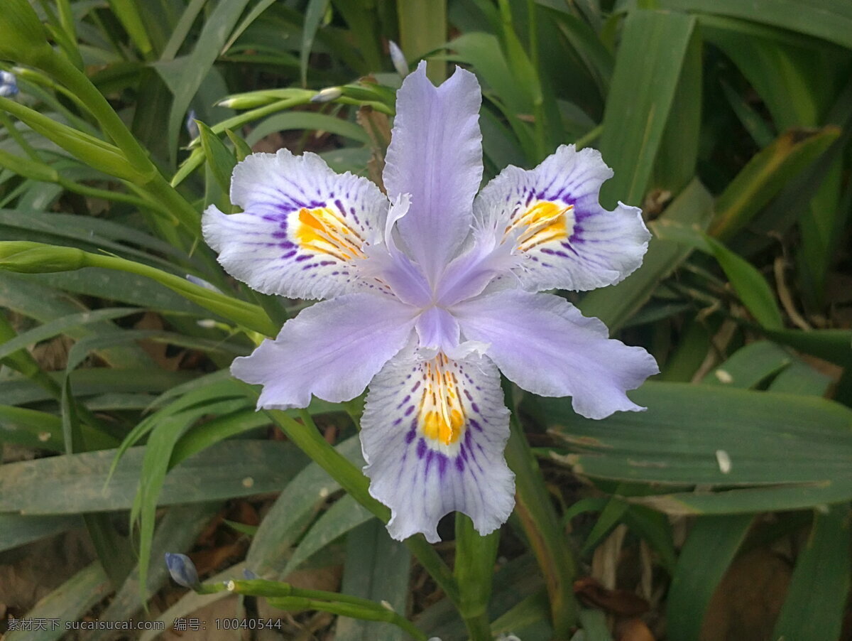 扁 竹 兰 花草 生物世界 紫色 扁竹兰 矢量图 日常生活