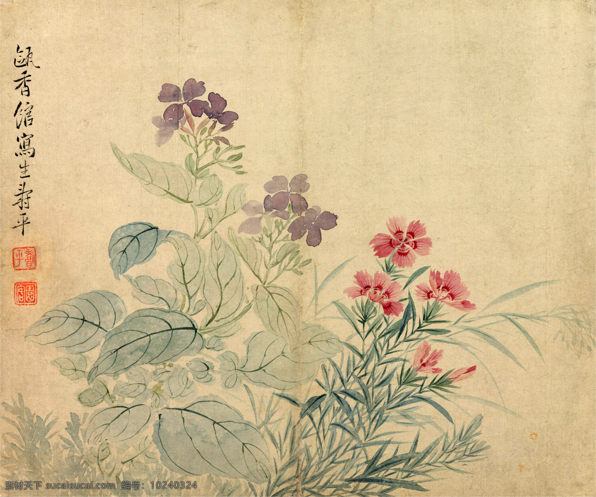 豆花石竹 国画 花卉图冊 传统 花鸟 绘画书法 文化艺术