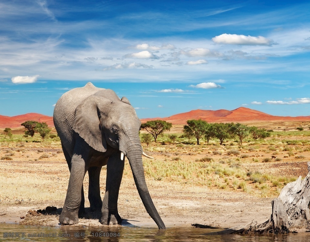 非洲象 亚州象 野生大象 象群 象 小象 动物 生物世界 野生动物