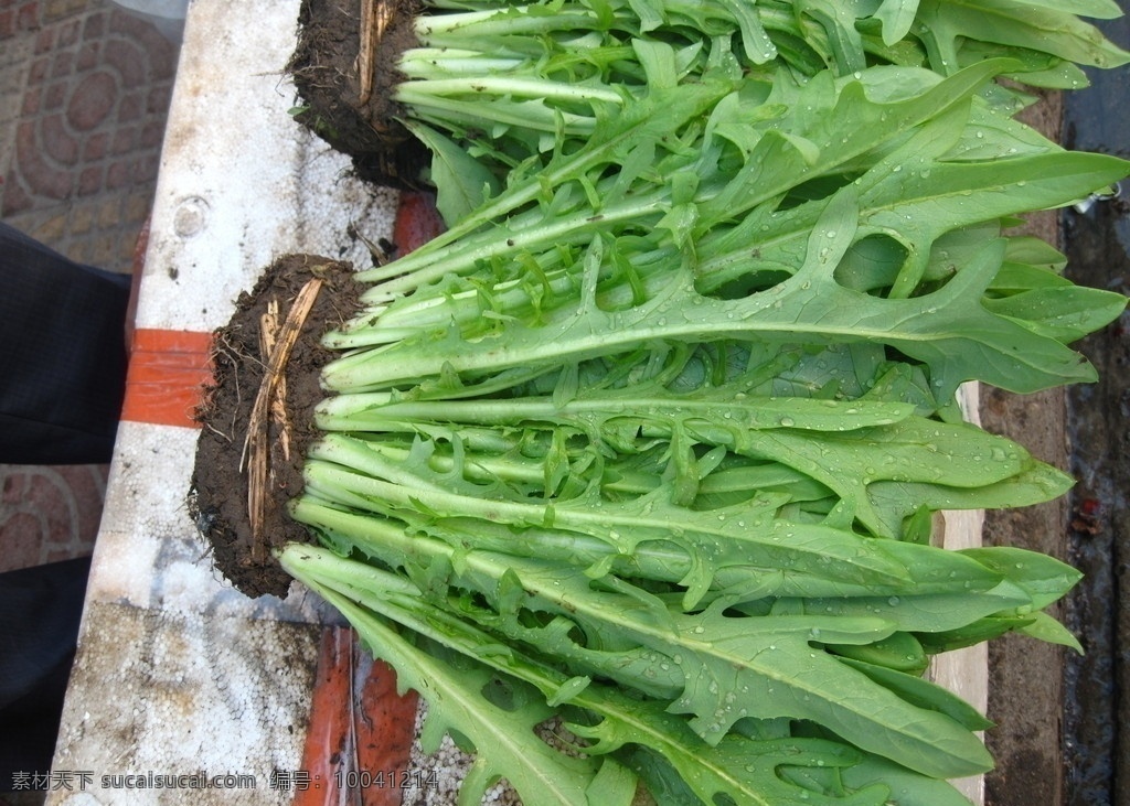 菜苗 苦麦菜 油麦菜 菜叶 青菜 蔬菜 嫩芽 嫩叶 叶子 绿叶 新鲜 泥土 水珠 露珠 泡沫箱 编织带 稻草 生物世界