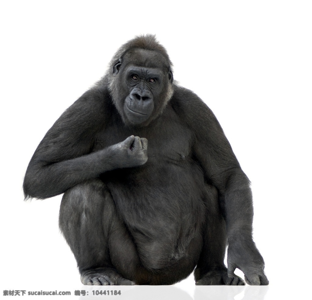 大猩猩 猿 猩猩 黑猩猩 猿类 猴子 动物 动物园 饲养 灵长类 生物世界 野生动物