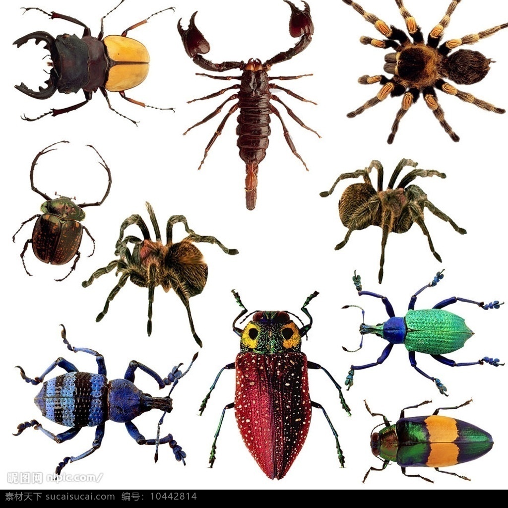 爬行 昆虫 蜘蛛 蝎子 甲虫 动物 臭虫 wlss 毒蜘蛛 知了 蝉 虫 分层 源文件库