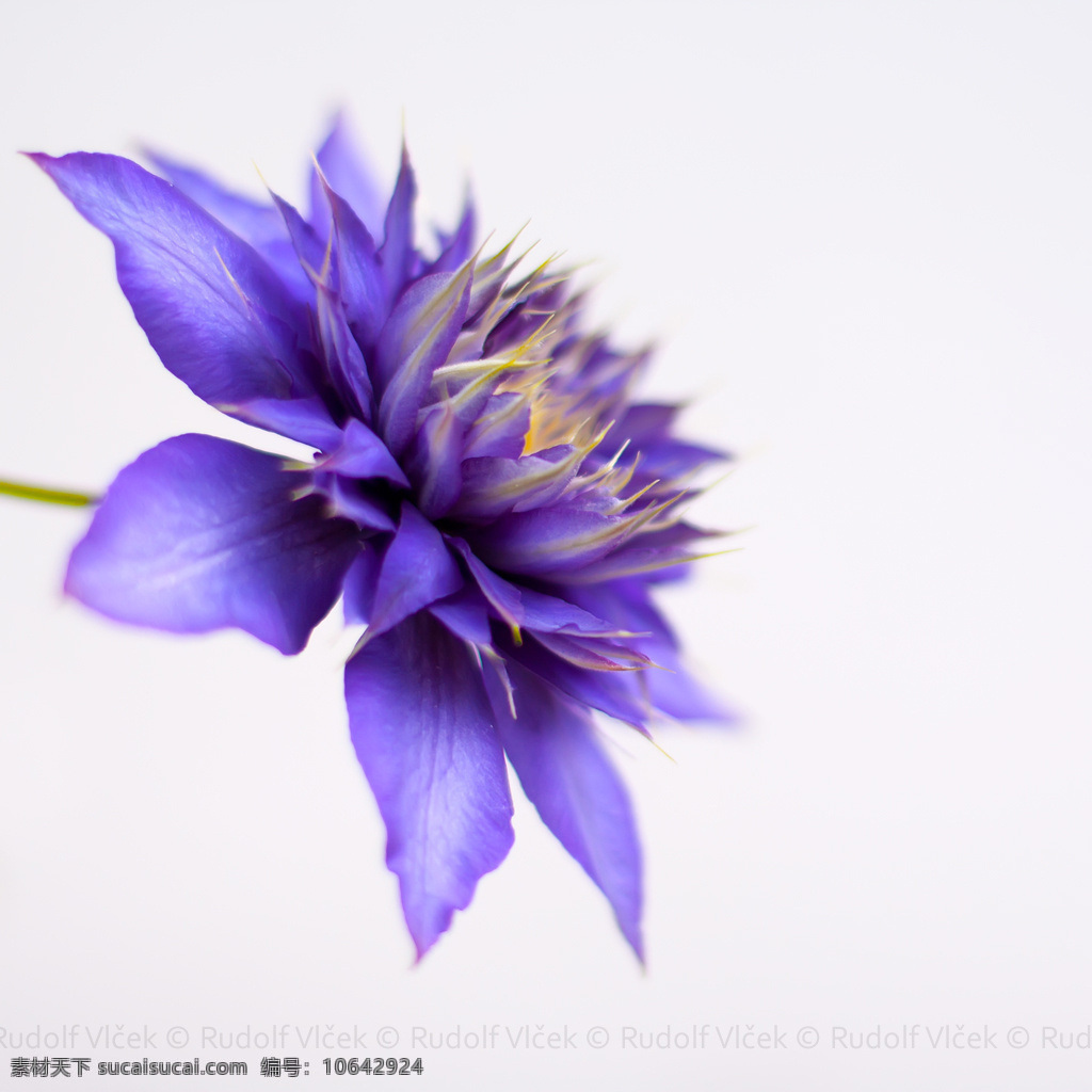 位图免费下载 服装图案 花朵 数码照片 位图 植物摄影 写实花卉 面料图库 服装设计 图案花型